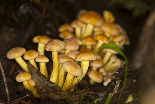 노란다발 전체 모습 사진 — 참고 사진