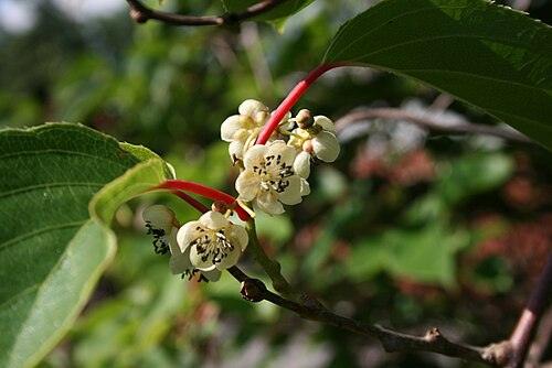 다래순 전체 모습 사진 — 참고 사진