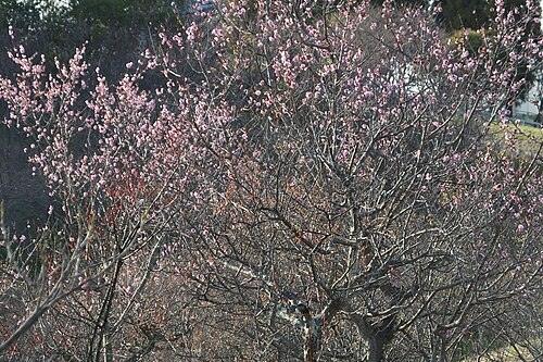 매화 전체 모습 사진 — 참고 사진