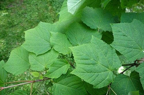 산겨릅나무 전체 모습 사진 — 참고 사진
