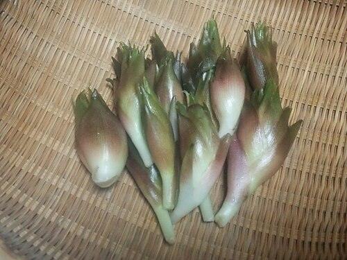 양하 전체 모습 사진 — 참고 사진