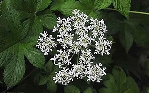 어수리 전체 모습 사진 — 참고 사진