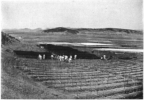 인삼 전체 모습 사진 — 참고 사진