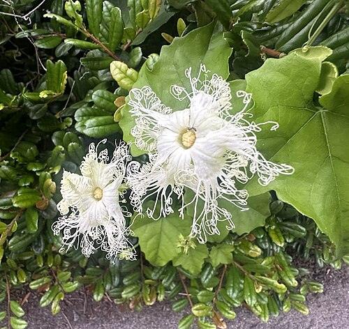 하늘타리 전체 모습 사진 — 참고 사진